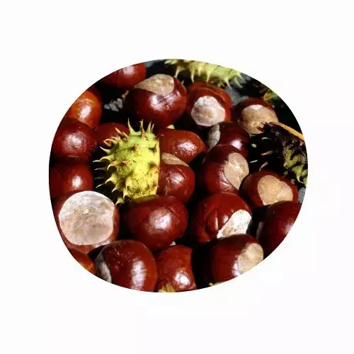 CASTAÑO DE INDIAS